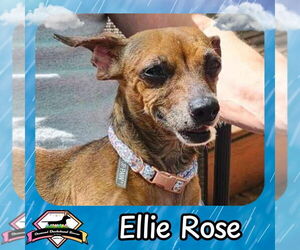 Dachshund Dogs for adoption in San Antonio, TX, USA