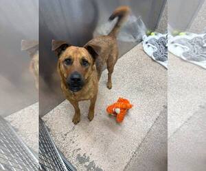 German Shepherd Dog-Unknown Mix Dogs for adoption in Martinsburg, WV, USA