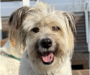 Mutt Dogs for adoption in San Ramon, CA, USA