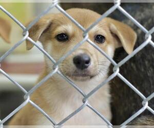 Mutt Dogs for adoption in Tulsa, OK, USA