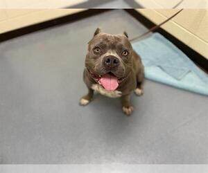 Staffordshire Bull Terrier Dogs for adoption in Denver, CO, USA