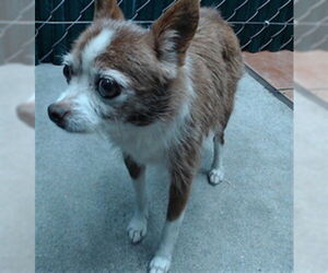 Chihuahua Dogs for adoption in Downey, CA, USA