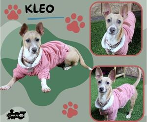 Mutt Dogs for adoption in Lindsay, CA, USA