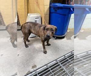 American Pit Bull Terrier Dogs for adoption in Stockton, CA, USA