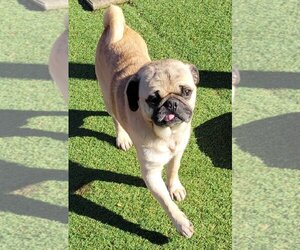 Pug-Unknown Mix Dogs for adoption in Carrollton, TX, USA