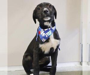 Labrador Retriever Dogs for adoption in San Antonio, TX, USA