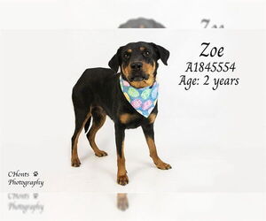 Rottweiler Dogs for adoption in Riverside, CA, USA