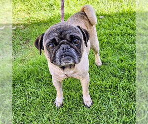 Pug Dogs for adoption in Camarillo, CA, USA