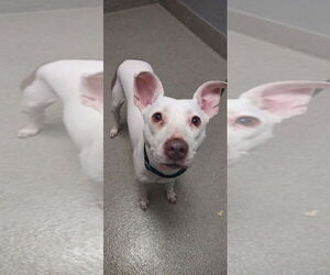 American Pit Bull Terrier-Unknown Mix Dogs for adoption in Las Vegas, NV, USA