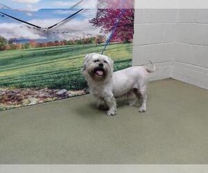 Lhasa Apso-Unknown Mix Dogs for adoption in Moreno Valley, CA, USA