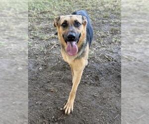 German Shepherd Dog Dogs for adoption in Riverside, CA, USA