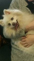 Medium Photo #1 Pomimo Puppy For Sale in Missouri City, TX, USA