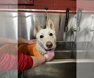 - Mix Dogs for adoption in Harrisville, WV, USA