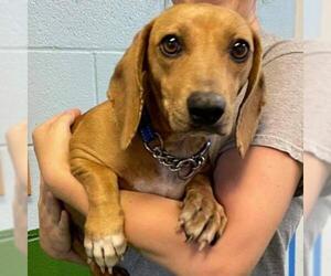 Basschshund Dogs for adoption in Rustburg, VA, USA