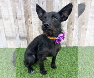 Mutt Dogs for adoption in Corona, CA, USA