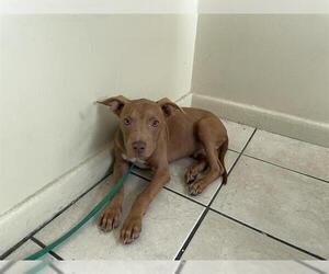 American Pit Bull Terrier-Unknown Mix Dogs for adoption in Pasadena, CA, USA