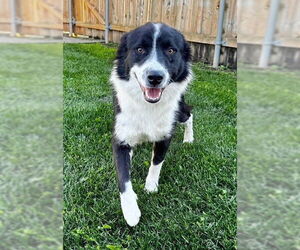 Medium Photo #2 Australian Shepherd-Unknown Mix Puppy For Sale in Genesee, WI, USA