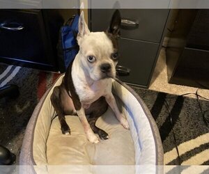 Boston Terrier Dogs for adoption in Maryville, TN, USA