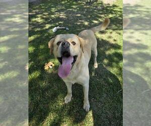 Labrador Retriever-Unknown Mix Dogs for adoption in Riverside, CA, USA