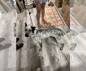 Mutt Dogs for adoption in McKinney, TX, USA