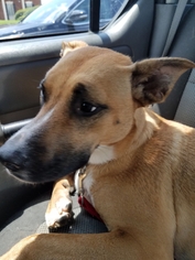 German Shepherd Dog-Presa Canario Mix Dogs for adoption in McDonough, GA, USA