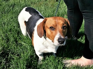 Basset Hound Dogs for adoption in Lewisburg, WV, USA