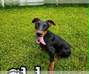 Doberman Pinscher Dogs for adoption in Hinton, WV, USA