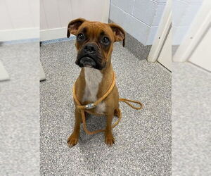 Boxer Dogs for adoption in Westminster, MD, USA