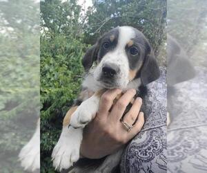 Borador Dogs for adoption in Aurora, IN, USA
