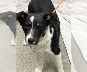 Border Collie-Unknown Mix Dogs for adoption in Las Vegas, NV, USA