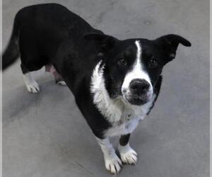 Border Collie-Unknown Mix Dogs for adoption in Thief River Falls, MN, USA