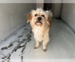 Shih Tzu-Unknown Mix Dogs for adoption in Raleigh, NC, USA
