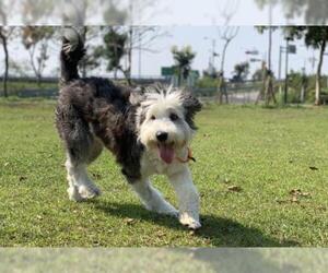 Old English Sheepdog Dogs for adoption in Richmond, British Columbia, Canada