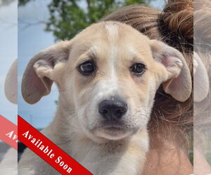 Anatolian Shepherd-German Shepherd Dog Mix Dogs for adoption in Huntley, IL, USA