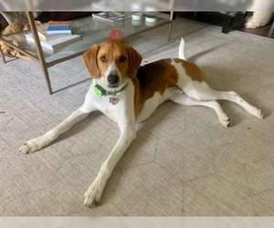 English Foxhound Dogs for adoption in Brookeville, MD, USA