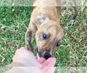 Mutt Dogs for adoption in Okeechobee, FL, USA