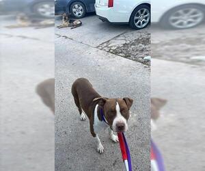 American Pit Bull Terrier Dogs for adoption in Houston, TX, USA