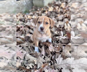 Mutt Dogs for adoption in Hillsboro, MO, USA