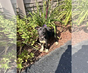Mutt Dogs for adoption in Sterling, MA, USA