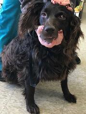 Boykin Spaniel Dogs for adoption in Westminster, MD, USA