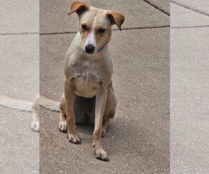 Labrador Retriever-Unknown Mix Dogs for adoption in New London, WI, USA