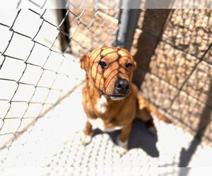 Mutt Dogs for adoption in Tulsa, OK, USA