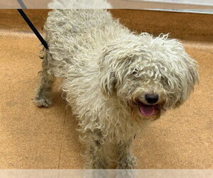 Poodle (Toy) Dogs for adoption in Martinez, CA, USA