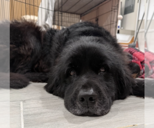 Mutt Dogs for adoption in Brooklyn, NY, USA