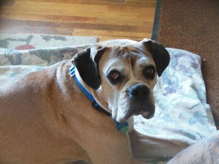 Boxer Dogs for adoption in Chinook, WA, USA