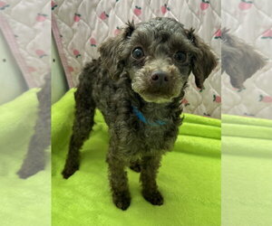 Poodle (Miniature) Dogs for adoption in Pacolet, SC, USA
