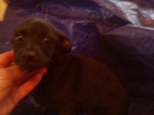 Medium Photo #1 Chug Puppy For Sale in Bonifay, MO, USA