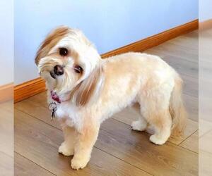 Havanese Dogs for adoption in Crystal , MN, USA