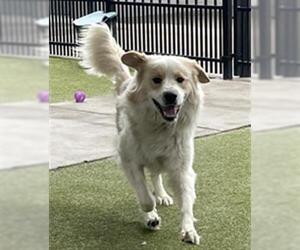 Great Pyrenees-Unknown Mix Dogs for adoption in Waco, TX, USA