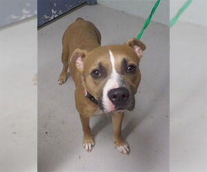 American Pit Bull Terrier-Unknown Mix Dogs for adoption in Augusta, GA, USA